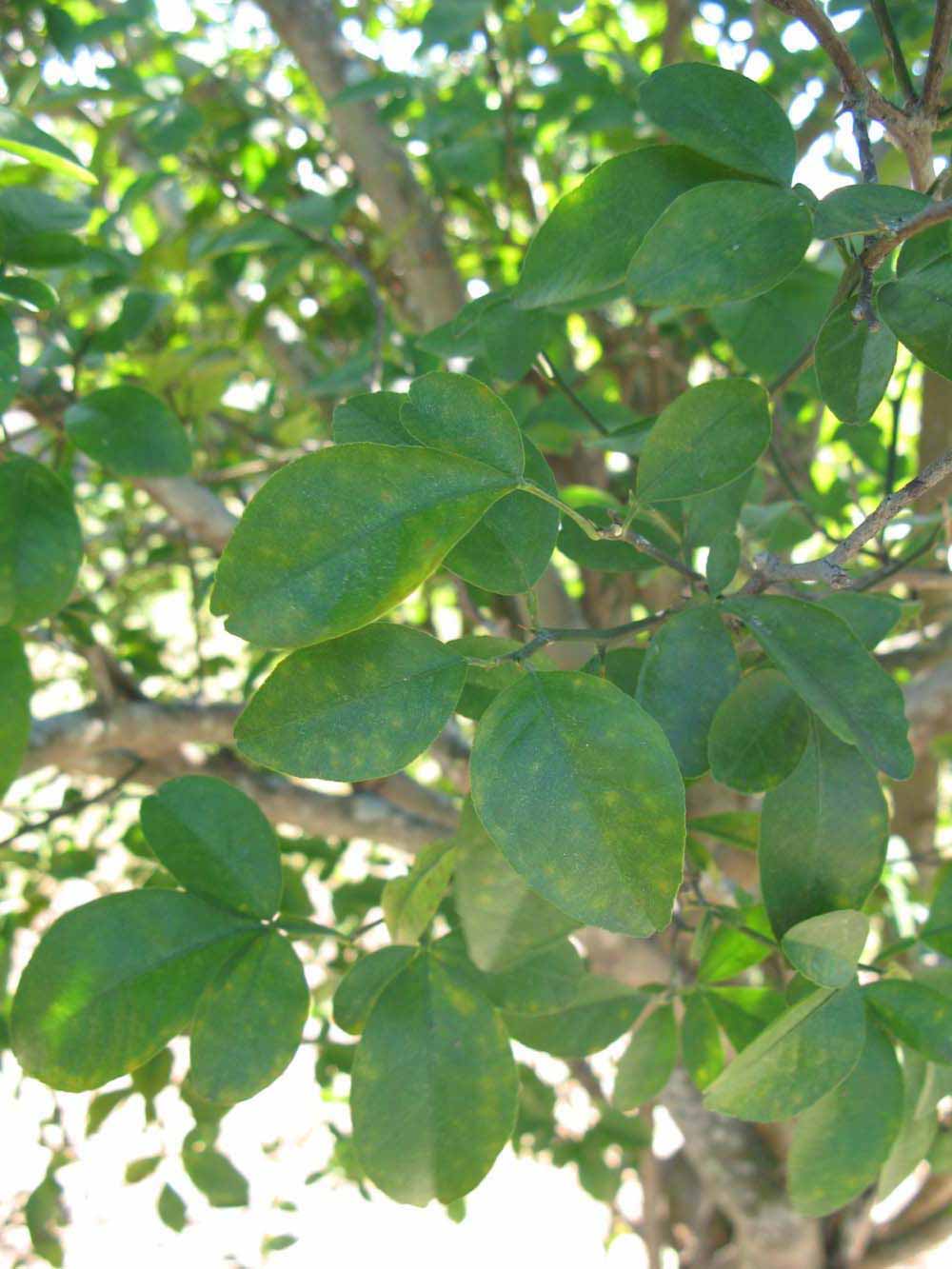             Shade leaves (Winter Haven, FL)       